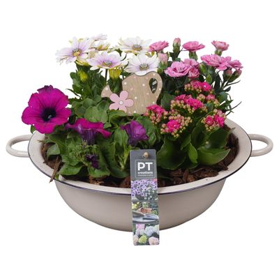 Arrangement plantes en zinc