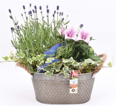 Arrangement plantes en zinc