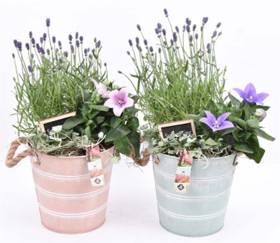 Arrangement plantes seau