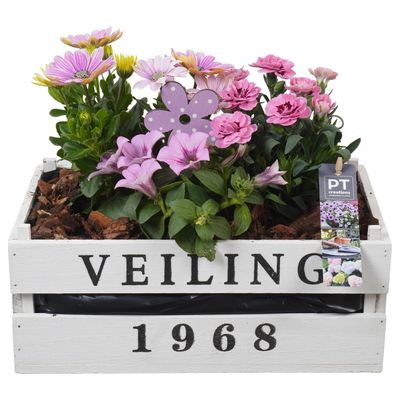 Arrangement  3 planten