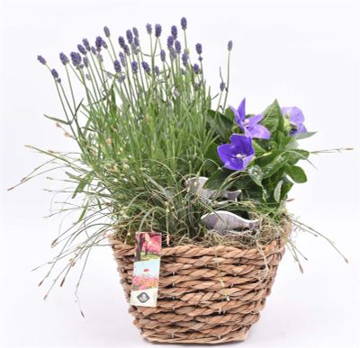 Arrangement  3 planten