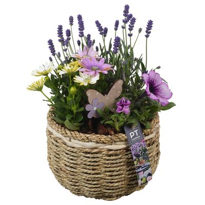 Arrangement  3 planten