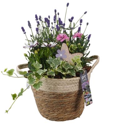 Arrangement 4 plantes