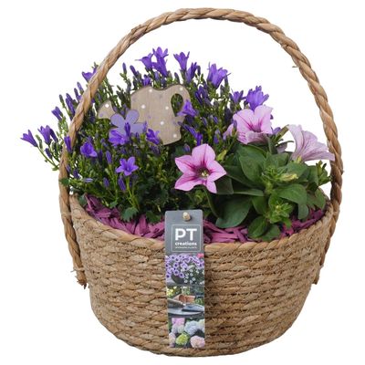 Arrangement 4 plantes