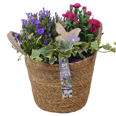 Arrangement 4 plantes