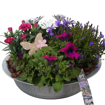 Arrangement 4 plantes