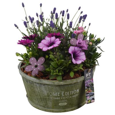 Arrangement 4 plantes