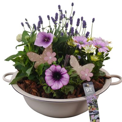 Arrangement 4 plantes