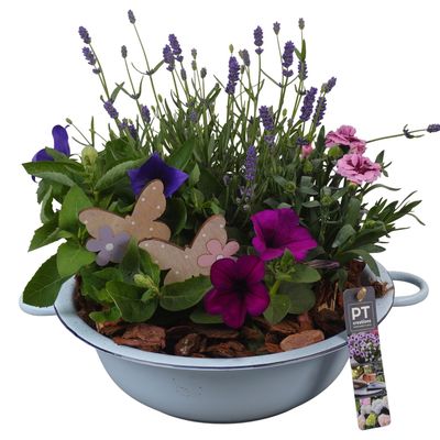 Arrangement 4 plantes