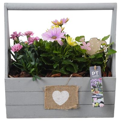 Arrangement 4 plantes