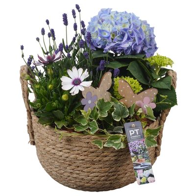 Arrangement 4 plantes