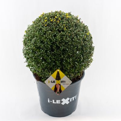 Ilex crenata dark green