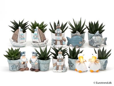 Succulenten composities