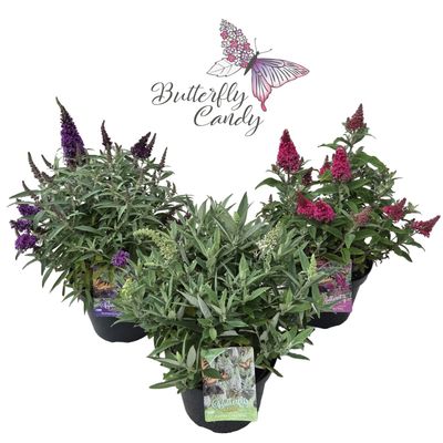 Buddleja d. butterfly candy mix® 