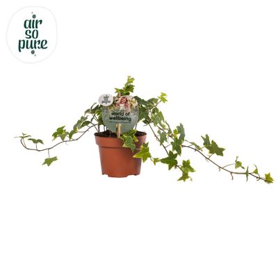 Hedera helix 'Gold Child'