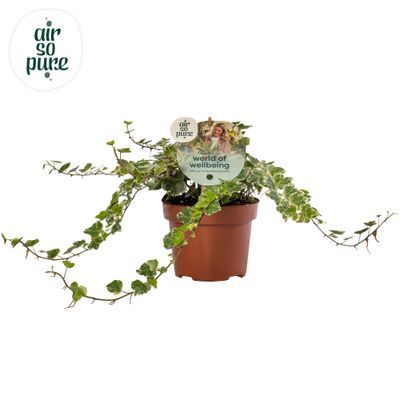 Hedera helix 'White Wonder'