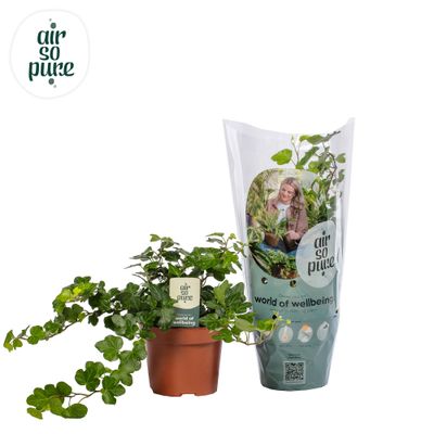 Hedera helix 'Wonder'