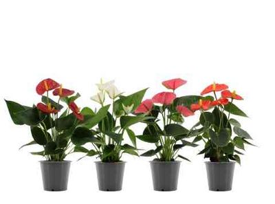 Anthurium