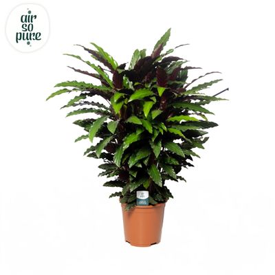 Calathea 'Mirosha'