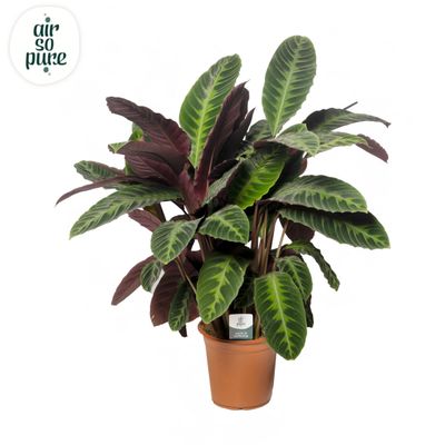 Calathea 'Warsewiczii'