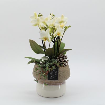 Arrangement Phalaenopsis  in paddestoel sierpot