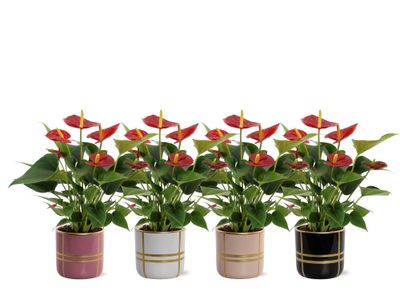 Anthurium Diamond Red in Lauri decopot