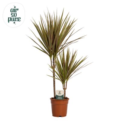 Dracaena Marginata Bicolor (Drakenbloedboom)