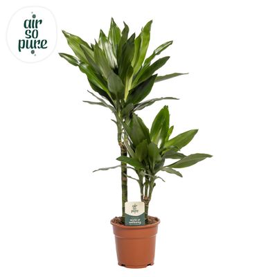 Dracaena Janet Lind (Drakenbloedboom)