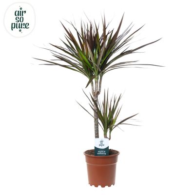 Dracaena marginata 'Magenta' 