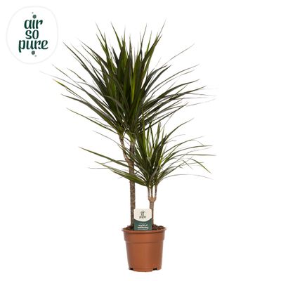 Dracaena Marginata (Drakenbloedboom)