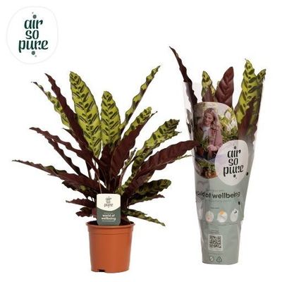 Calathea lancifolia 'Insigne' (Pauwenplant)