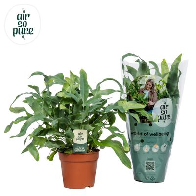 Phlebodium Aureum 'Blue Star' (Blauwvaren)