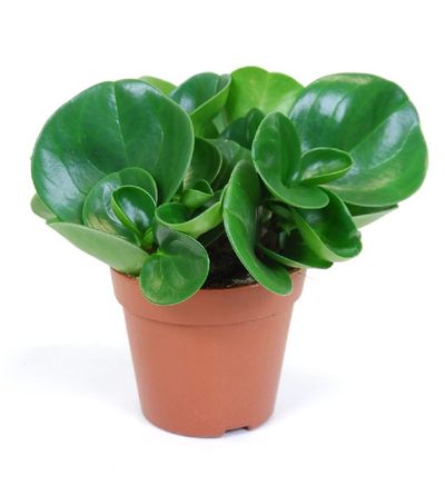 Peperomia obtusifolia 'Green Gold' (Krokodillentranen)
