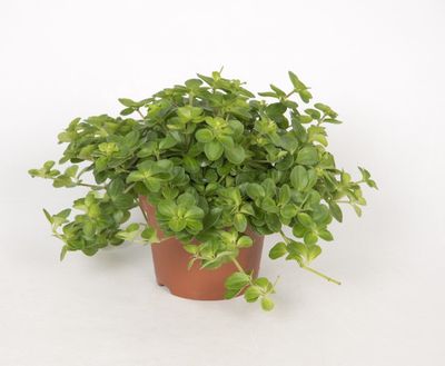 Peperomia Rotundifolia