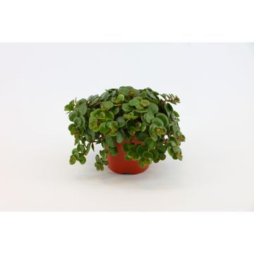 Sedum makinoi ‘Tundra Tornado’