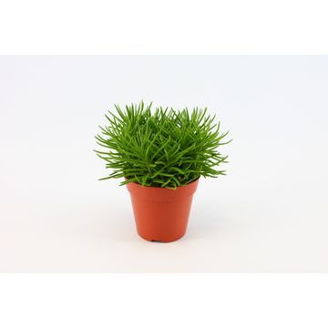 Senecio Himalaya