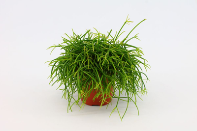 Rhipsalis Cashero