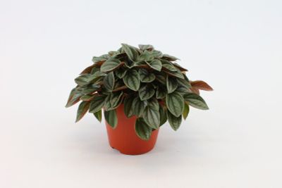 Peperomia 'Santorini'