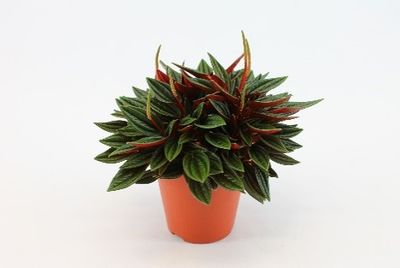 Peperomia 'Rosso'