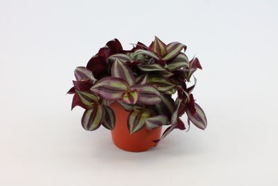 Tradescantia Zebrina