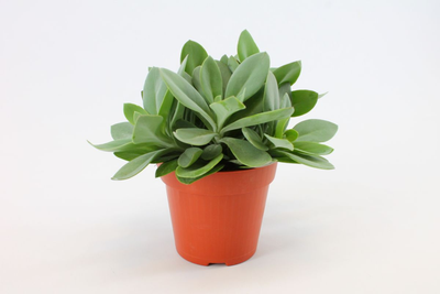 Senecio Cephalophorus