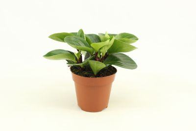 Peperomia Obtusifolia 'Red Canyon'