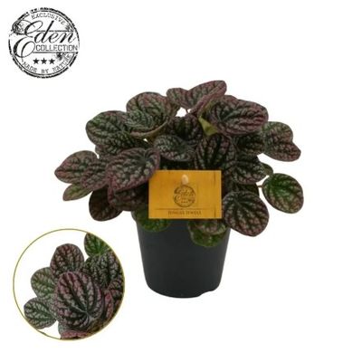 Peperomia 'Lucinda'