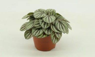 Peperomia 'Mystique'
