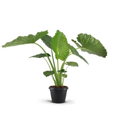 Alocasia 'Macrorrhiza' (Olifantsoor)