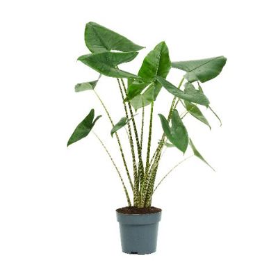 Alocasia 'Zebrina' (Olifantsoor)