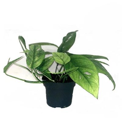 Philondendron Scandens 'Brazil'