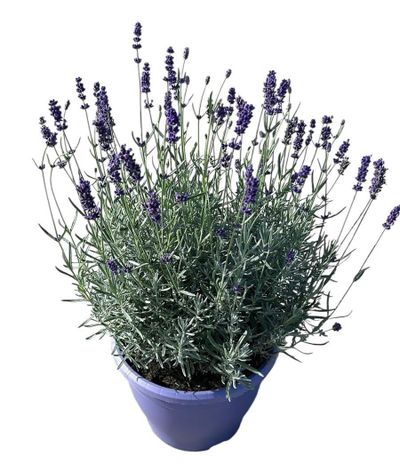 Lavandula angustifolia 'Hidcote'