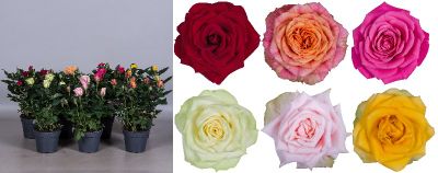 Grootbloemige roos mix