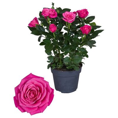 Rosier à grandes fleurs foncé